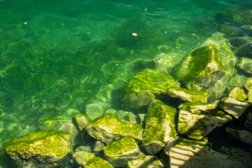 Seaweed or green algae cover on rocks on the bottom of a lake shore. Top-down view, sunny summer day, no people