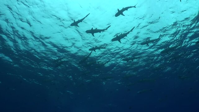 A group of Blacktip Reef Sharks swimming below the surface in the Island of bora Bora in French Polynesia