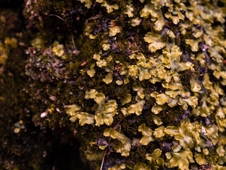 Beautiful nature in aBeautiful nature in a mountain canyon. mountain canyon.