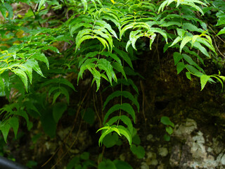Beautiful nature in a mountain canyon.