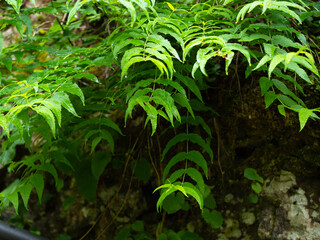 Beautiful nature in a mountain canyon.