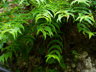 Beautiful nature in a mountain canyon.
