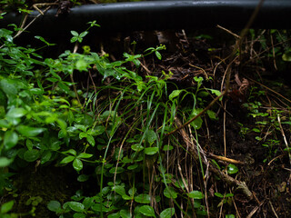 Beautiful nature in a mountain canyon.