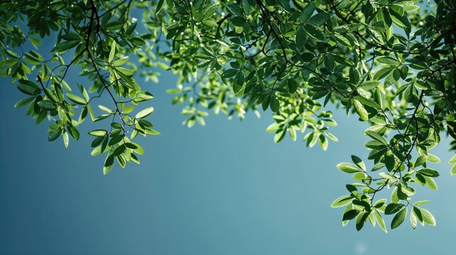 Fototapeta Vibrant Green Leaves Against a Clear Blue Sky - Nature's Beauty, with copy-space.