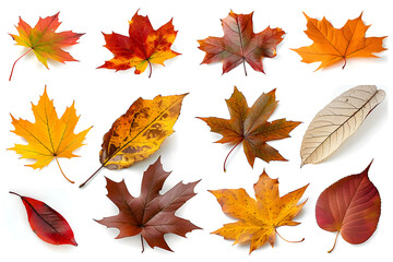Fototapeta premium Collection of multicolored fallen autumn leaves isolated on white background