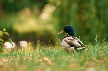 Close up view. Mallard duck standing on green grass in a serene park setting