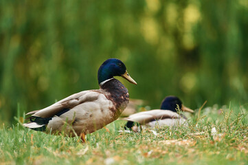 Focused view, together. Mallard ducks resting on grass in sunny park setting