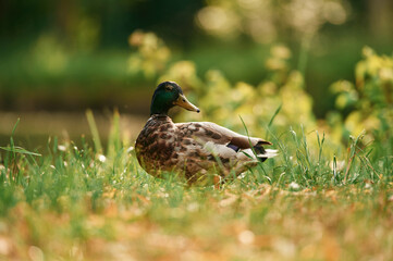 Close up view. Mallard duck standing on green grass in a serene park setting