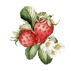 Strawberry with flowers and leaves, watercolor isolated illustration for table textile, tableware and food packages