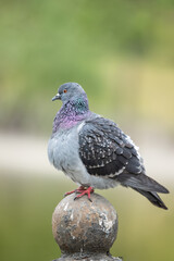 Close view of a gray pigeon with a purple head