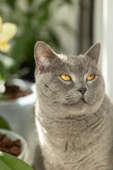Portrait of a British Shorthair cat