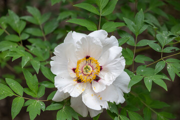 Close-up of a white tree peony flower with yellow stamens and a purple core