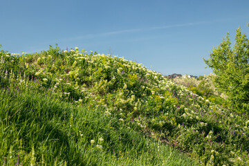 Forbs and flowering herbs on a grassy slope with a blue sky in the background