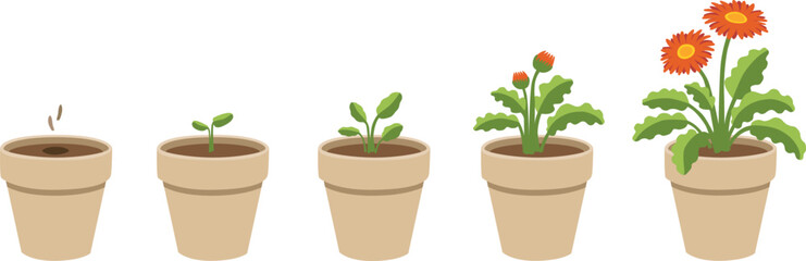 isolated vector graphic illustration of a stylized gerbera daisy growing up from seed, then blooming including a set of different stages of growth