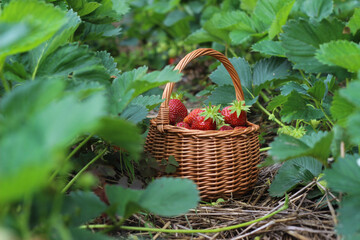 basket of strawberries,fresh organic strawberries in the garden, strawberries season