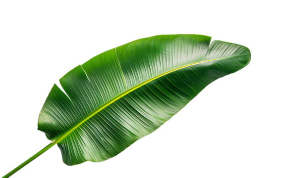 A leafy green banana plant with a long stem. AI Generative