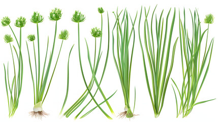 Chives isolated. Chives on the white background.