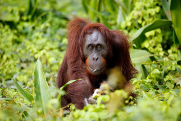 Bornean Orangutan (Pongo pygmaeus) Feeding. Kinabatangan River, Abai, Sabah Borneo, Malaysia © Daniel Lamborn