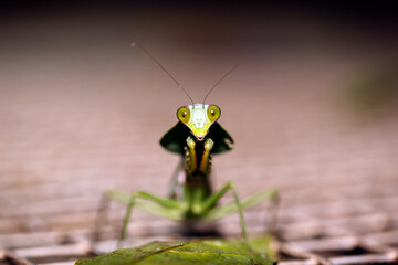 Praying Mantis (Rhombodera valida) from Front, Looking into the Camera. Danum Valley, Sabah....