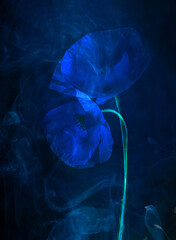 blue poppies on a dark blue background