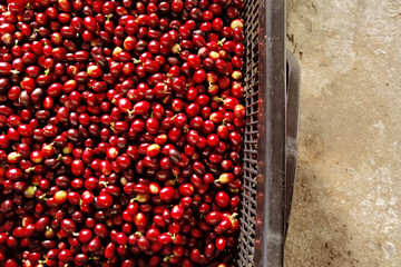 Fresh coffee bean in basket