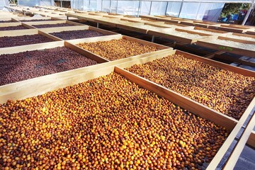 Coffee beans drying in the sun  