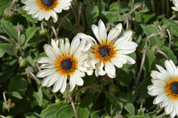 Cream African Daisy flowers