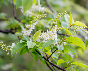 Blooming bird cherry after rain on a spring day. Bird cherry, hackberry, hagberry, or Mayday tree (Prunus padus). Spring background. Nature background. Selective focus.