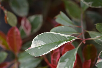 Photinia Pink Marble leaves