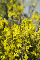 Obraz premium Curly kale flowers