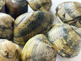 潮干狩りで採った新鮮なあさりの貝