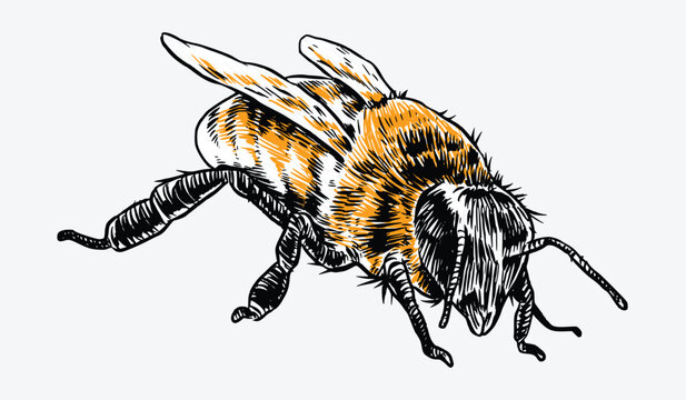 recommend clip art: Honeybee, bee sketch drawing engraving. Isolated on white background. Vector illustration.