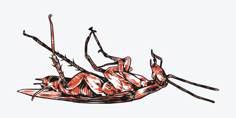 Set of hand drawn of dead cockroach. Sketch drawing. Isolated background. Vector illustration. © Irkhamsterstock