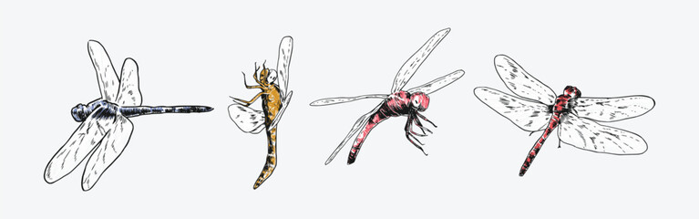 set of hand drawn illustration of dragonfly. Different pose, action. Isolated background. Colorful vector engraving.