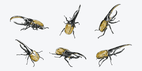 Set of hercules beetle insect sketch hand drawn. Different pose, action, Vector illustration.