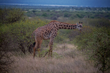Giraffe in the savannah