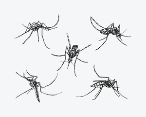 Set of Mosquito drawing. Isolated on white background. Different action, pose, Monochrome vector hand drawn illustration.