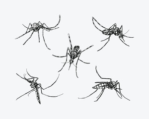 Set of Mosquito drawing. Isolated on white background. Different action, pose, Black and white. Vector hand drawn illustration.