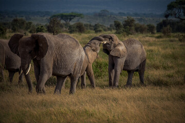 Fototapeta premium Fighting elephants in the savannah
