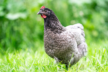 Ein Königsberger Huhn schaut in die Kamera