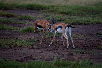 Fighting antelopes in the wild