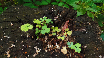 Old penny with sprouts in the middle