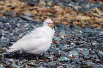 Close-up of a snowy sheathbill -Chionis albus- on the Antarctic Peninsula.