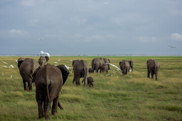 Fototapeta premium herd of elephants
