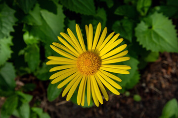 Doronicum orientale, Leopard's bane, yellow spring flower close-up