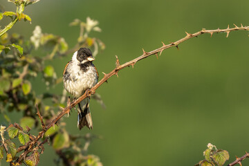 Reed bunting on a branch with a worm in it beak close up