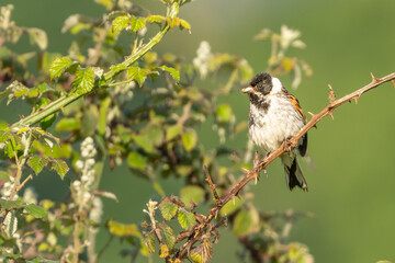 Reed bunting on a branch with a worm in it beak close up