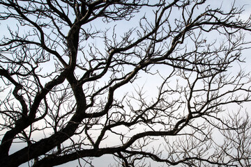 Silhouette of the bare tree against the blue sky