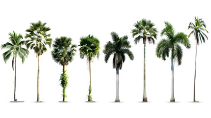 Obraz premium Collection of Palm trees isolated on white background