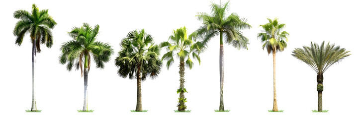 Obraz premium Collection of Palm trees isolated on white background